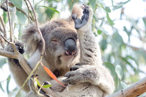 Great Ocean Road Reverse Itinerary With 12 Apostles From Melbourne - Restaurant Canberra 1