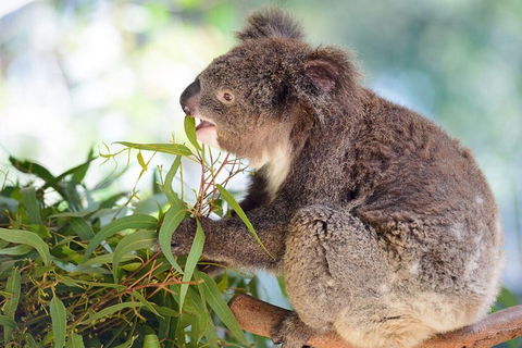 Blue Mountains Private Tour With Kangaroos & Koala Encounter - Restaurant Canberra 0