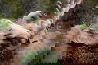 Book Viator Accommodation Vacations Restaurant Canberra Restaurant Canberra