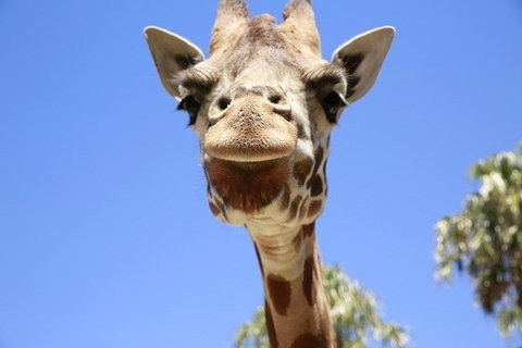 Melbourne Zoo General Entry Ticket - Restaurant Canberra 2