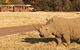 Sunset Safari At Werribee Open Range Zoo - thumb 1