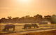 Sunset Safari At Werribee Open Range Zoo - thumb 2
