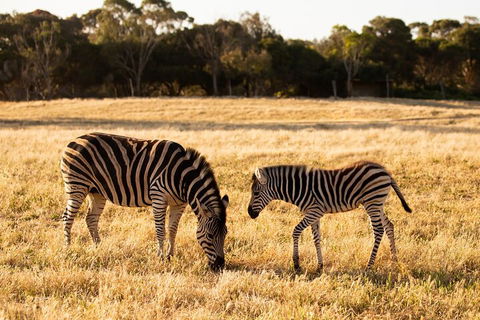 Sunset Safari At Werribee Open Range Zoo - Restaurant Canberra 3
