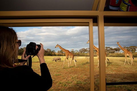 Sunset Safari At Werribee Open Range Zoo - Restaurant Canberra 4