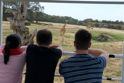 Off-Road Safari At Werribee Open Range Zoo - Restaurant Canberra 4