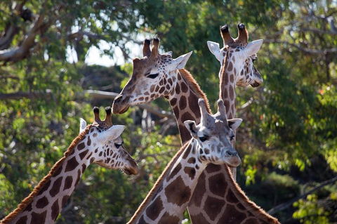 Werribee Open Range Zoo General Admission Ticket - Restaurant Canberra 0