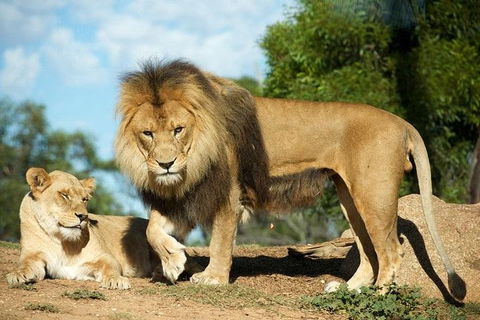Werribee Open Range Zoo General Admission Ticket - Restaurant Canberra 1