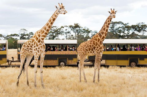 Werribee Open Range Zoo General Admission Ticket - Restaurant Canberra 2