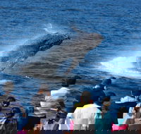 Tangalooma Island Resort Whale Watching Day Cruise - Restaurant Canberra