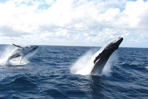 Tangalooma Island Resort Whale Watching Day Cruise With Dolphin Feeding - Restaurant Canberra 1