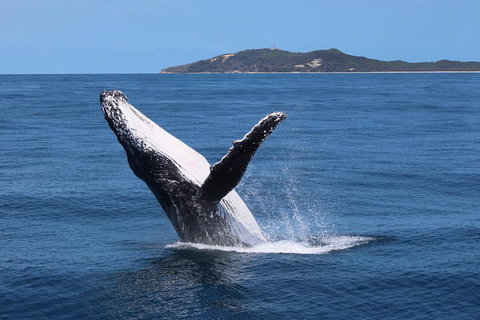 Tangalooma Island Resort Whale Watching Day Cruise With Dolphin Feeding - Restaurant Canberra 3