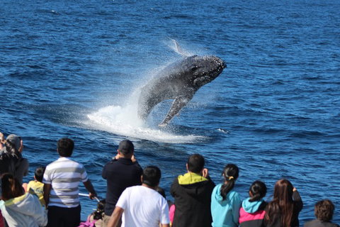 Tangalooma Island Resort Whale Watching Day Cruise With Dolphin Feeding - Restaurant Canberra 5