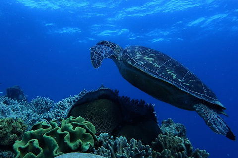 3 Day Whitsundays Sailing And Diving Adventure: Kiana - Restaurant Canberra 2