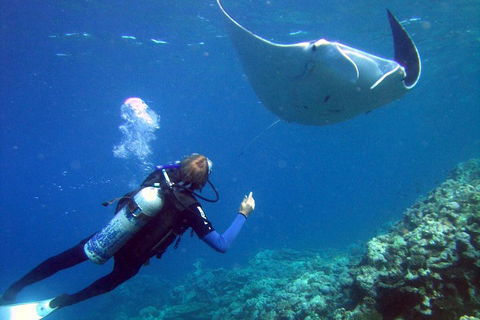 3 Day Whitsundays Sailing And Diving Adventure: Kiana - Restaurant Canberra 3