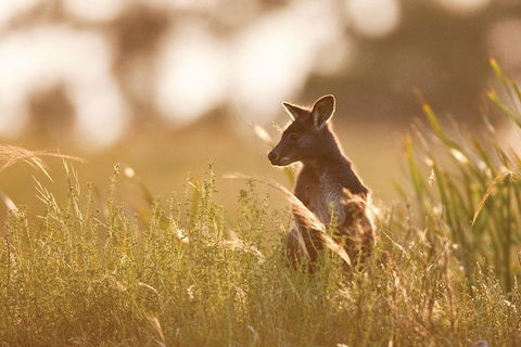 Sunset Blue Mountains Wilderness & Wildlife Tour Without The Crowds - Restaurant Canberra 0