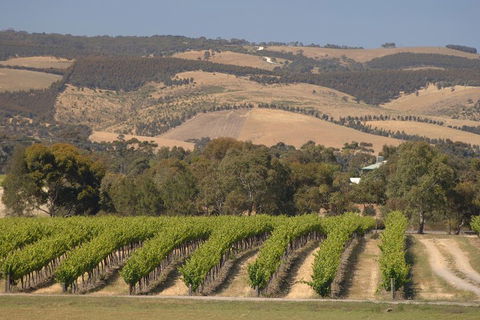 McLaren Vale And Glenelg Wine Tasting And Sightseeing (Half-day Afternoon) - Restaurant Canberra 2