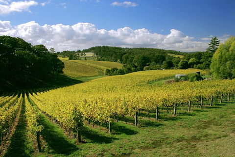 McLaren Vale And Glenelg Wine Tasting And Sightseeing (Half-day Afternoon) - Restaurant Canberra 4