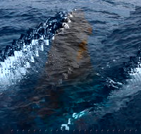 Phillip Island Whale Watching Tour - Restaurant Canberra