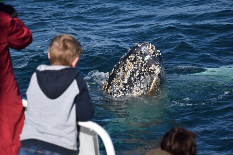 Phillip Island Whale Watching Tour - Restaurant Canberra 2