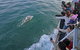 Phillip Island Whale Watching Tour - thumb 5