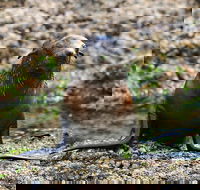 Phillip Island Seal-Watching Cruise - Restaurant Canberra