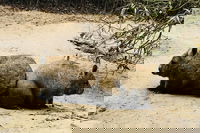 Phillip Island Penguin Parade Brighton Bathing Boxes and Wildlife Park Tour, Melbourne