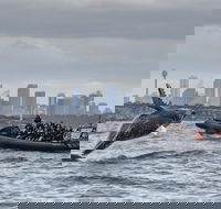 Sydney Whale-Watching by Speed Boat - Restaurant Canberra