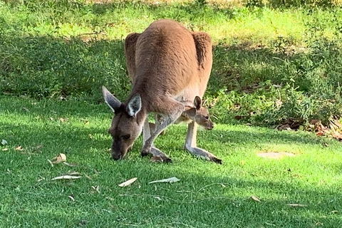 Pinnacles Day Trip From Perth Including Yanchep National Park - Restaurant Canberra 4