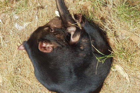 Phillip Island Penguin And Wildlife Tour - Restaurant Canberra 3