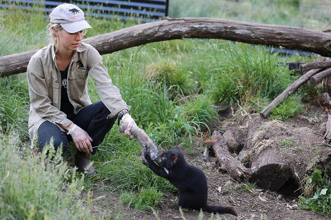 After Dark Tasmanian Devil Feeding Tour At Cradle Mountain - Restaurant Canberra 1