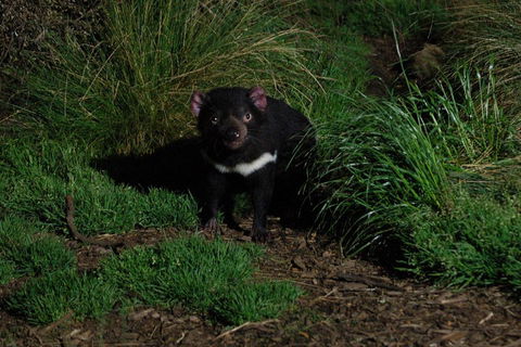 After Dark Tasmanian Devil Feeding Tour At Cradle Mountain - Restaurant Canberra 4