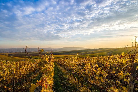 Wine Tours Sydney - Southern Highlands Day Escape, Full Day Wine Tasting Tour - Restaurant Canberra 1