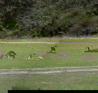 Yanchep  Lancelin - Wildlife Cave And Sands - Restaurant Canberra