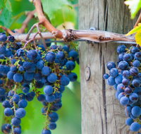 Yarra Valley Dandenong Ranges inc. lunch with wineplus morning teachocolate - Restaurant Canberra