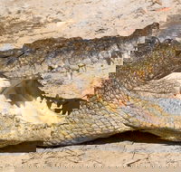 4-Day Cairns Ultimate Combo Daintree Rainforest Reef Kuranda  Paronella Park - Restaurant Canberra