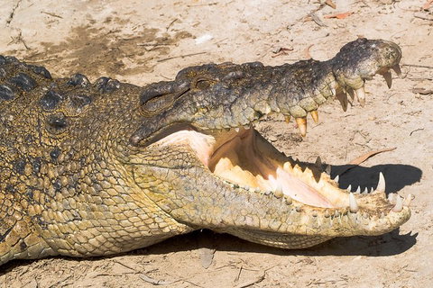 4-Day Cairns Ultimate Combo: Daintree Rainforest, Reef, Kuranda & Paronella Park - Restaurant Canberra 0
