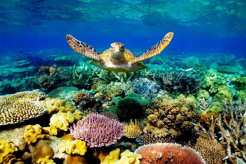 4-Day Cairns Ultimate Combo: Daintree Rainforest, Reef, Kuranda & Paronella Park - Restaurant Canberra 3