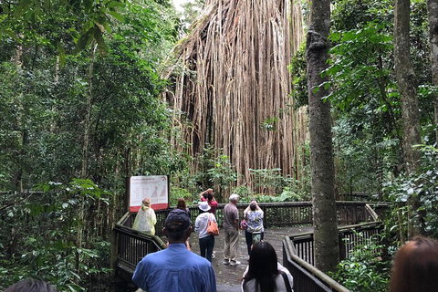 4-Day Cairns Ultimate Combo: Daintree Rainforest, Reef, Kuranda & Paronella Park - Restaurant Canberra 5