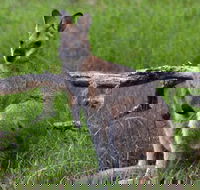 Ultimate Blue Mountains and Wildlife Tour - Restaurant Canberra