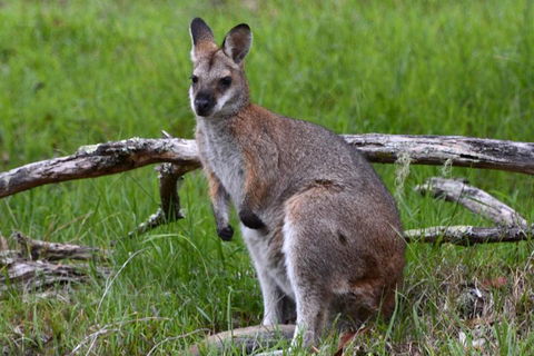 Ultimate Blue Mountains And Wildlife Tour - Restaurant Canberra 0
