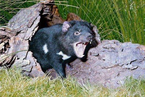 Private Blue Mountains Tour With Kangaroo And Koala Experience - Restaurant Canberra 0