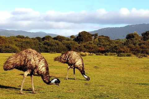 Wilson's Promontory & Phillip Island - 'Prom & Penguins' Tour - Restaurant Canberra 4
