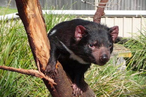 Tasmania 6 Day 'Tour In Circle' - Restaurant Canberra 1