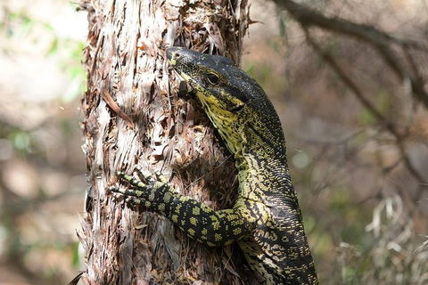 Byron Bay Combo: Minyon Falls And Hinterland Day Trip And Learn To Surf At Byron Bay - Restaurant Canberra 0