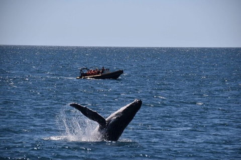 Adventure Whale Watching Tour Mooloolaba - Restaurant Canberra 1