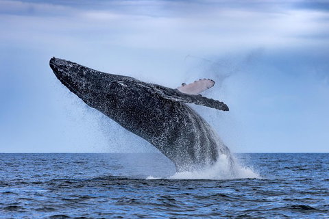 Adventure Whale Watching Tour Mooloolaba - Restaurant Canberra 2