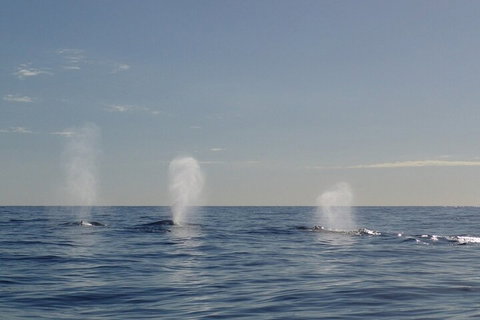 Adventure Whale Watching Tour Mooloolaba - Restaurant Canberra 3