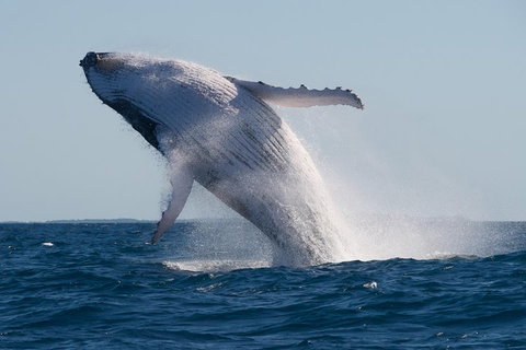 Adventure Whale Watching Tour Mooloolaba - Restaurant Canberra 5