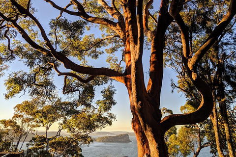 Manly & Sydney's Northern Beaches With 'Personalised Sydney Tours' - Restaurant Canberra 4