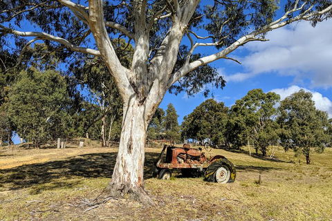 Blue Mountains Private Tour - Wild Kangaroos, Waterfalls And The Three Sisters - Restaurant Canberra 1